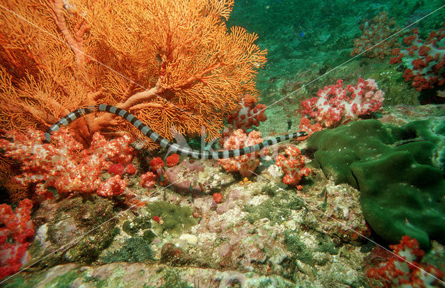 Banded sea krait