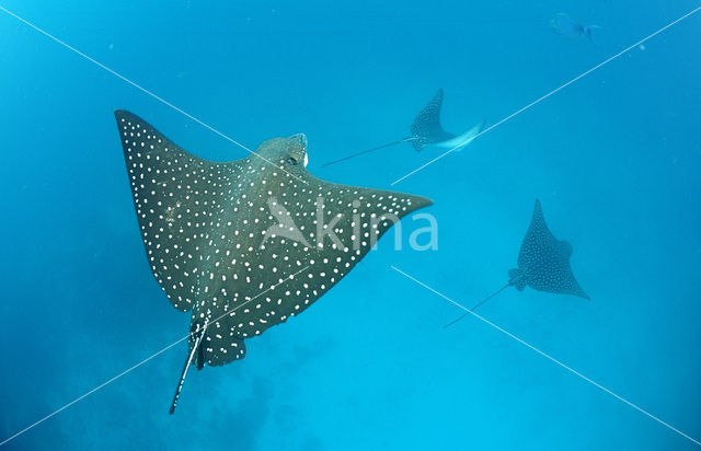 Spotted Eagle Ray (Aetobatus narinari)