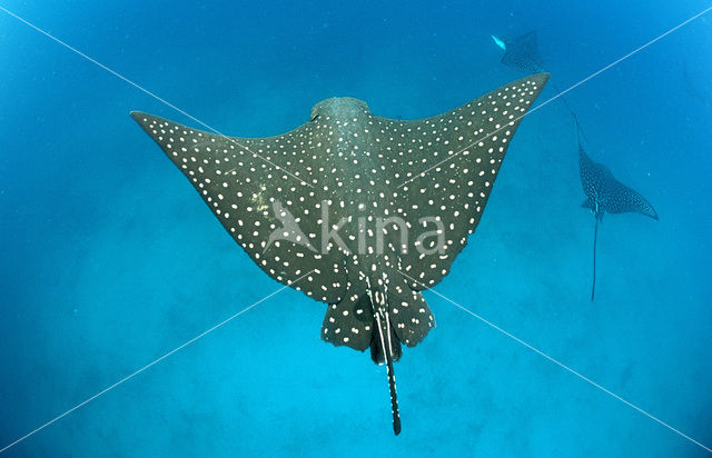 Spotted Eagle Ray (Aetobatus narinari)