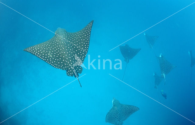 Spotted Eagle Ray (Aetobatus narinari)