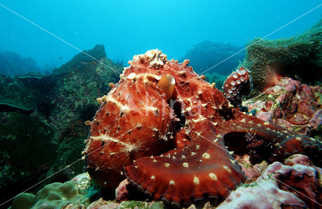 Common Octopus (Octopus vulgaris)