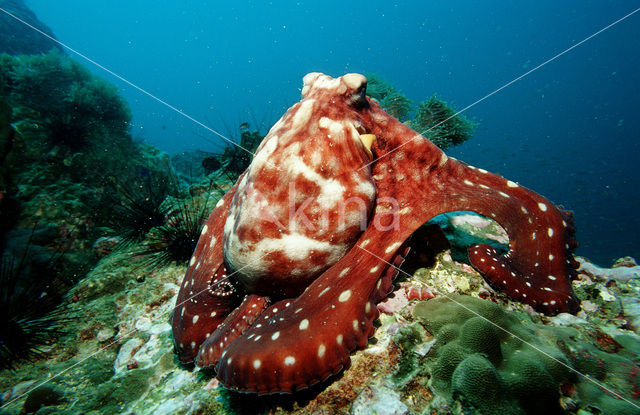 Common Octopus (Octopus vulgaris)