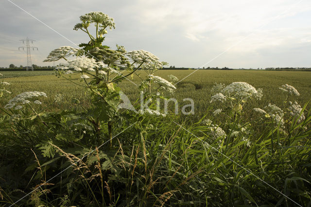 Hogweed (Heracleum sphondylium)