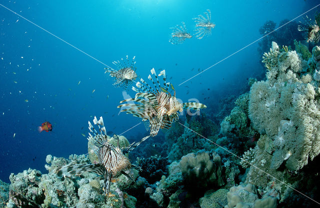 Gewone Koraalduivel (Pterois volitans)