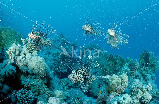 lionfish (Pterois volitans)