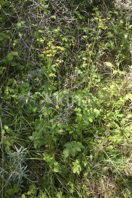 Wild Parsnip (Pastinaca sativa)