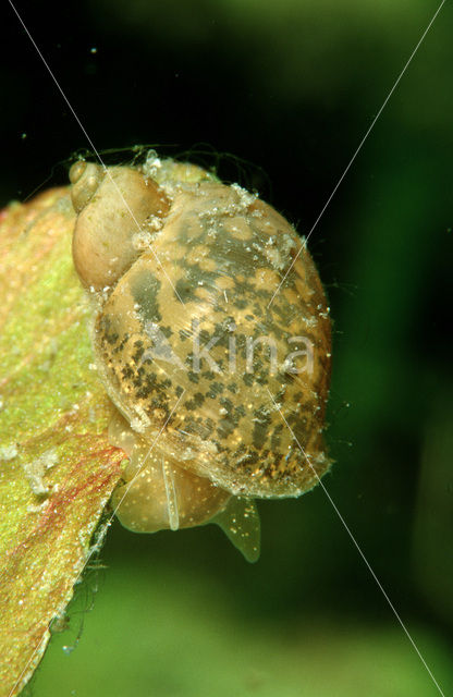 Gewone Poelslak (Lymnaea stagnalis)