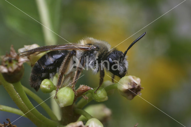 Andrena fucata