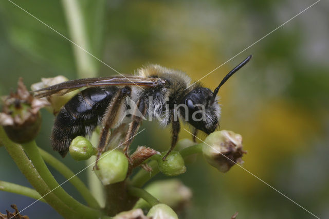 Gewone Rozenzandbij (Andrena fucata)