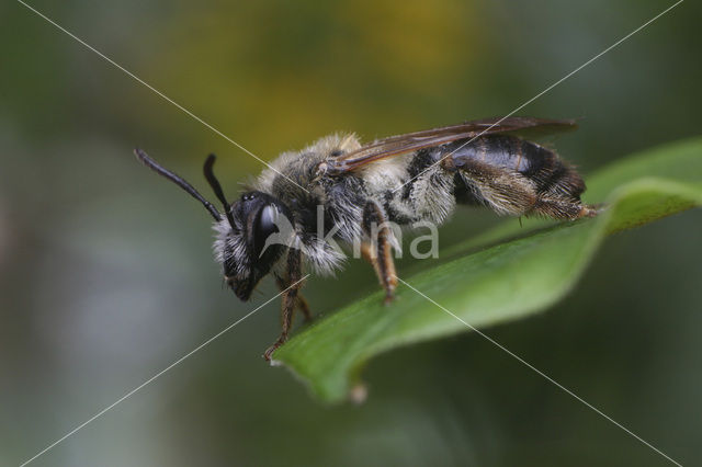 Gewone Rozenzandbij (Andrena fucata)