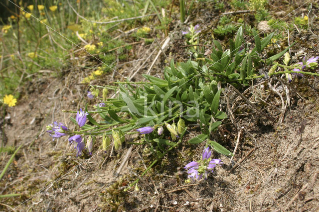 Gewone vleugeltjesbloem (Polygala vulgaris)