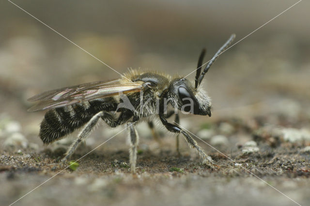 Glanzende bandgroefbij (Lasioglossum zonulum)