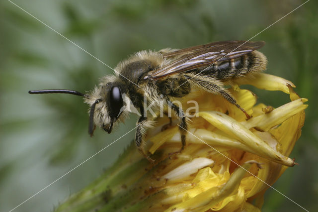 Glimmende zandbij (Andrena polita)