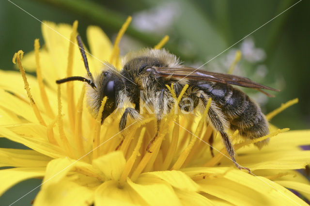 mining bee (Andrena polita)