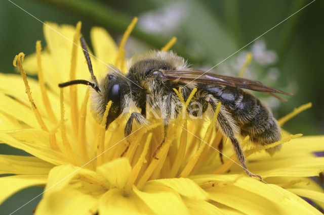 Glimmende zandbij (Andrena polita)