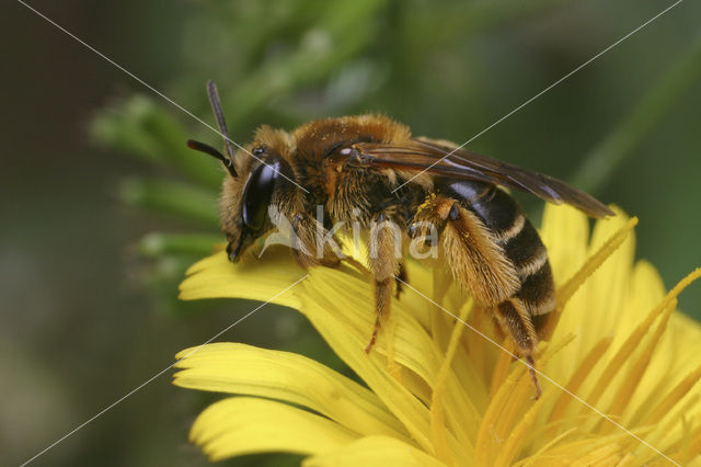 mining bee (Andrena polita)