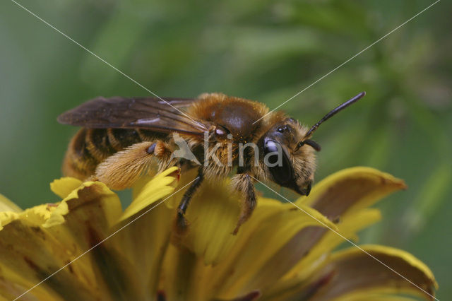 Glimmende zandbij (Andrena polita)