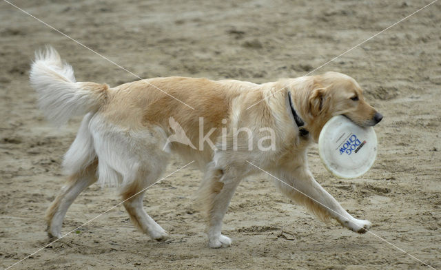 Golden retriever (Canis domesticus)