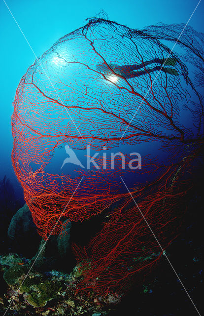 Gorgonian coral