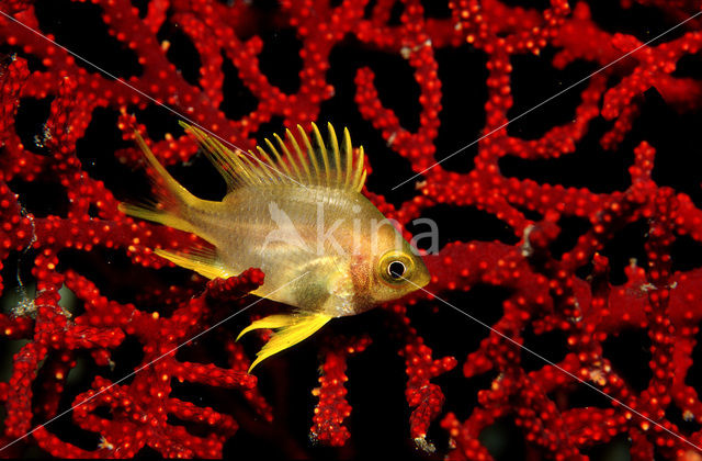 Golden damselfish (Amblyglyphidodon aureus)