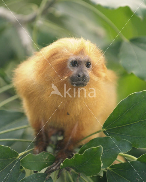 Golden Lion Tamarin (Leontopithecus rosalia)