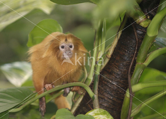 Gouden Leeuwaapje (Leontopithecus rosalia)