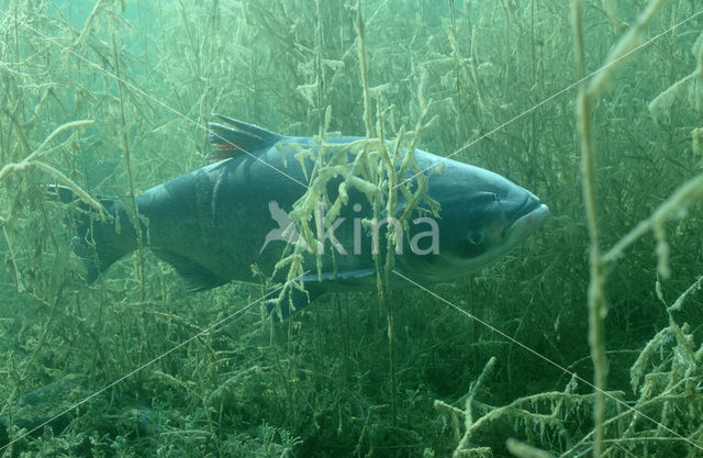 Grass Carp (Ctenopharyngodon idella)