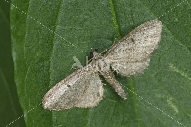 Grijze dwergspanner (Eupithecia subfuscata)