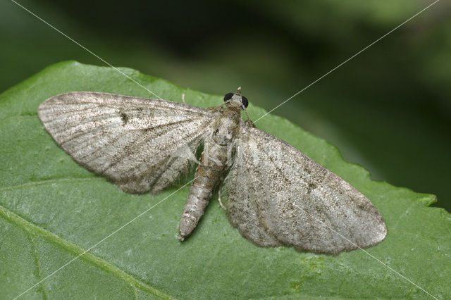 Grey pug (Eupithecia subfuscata)