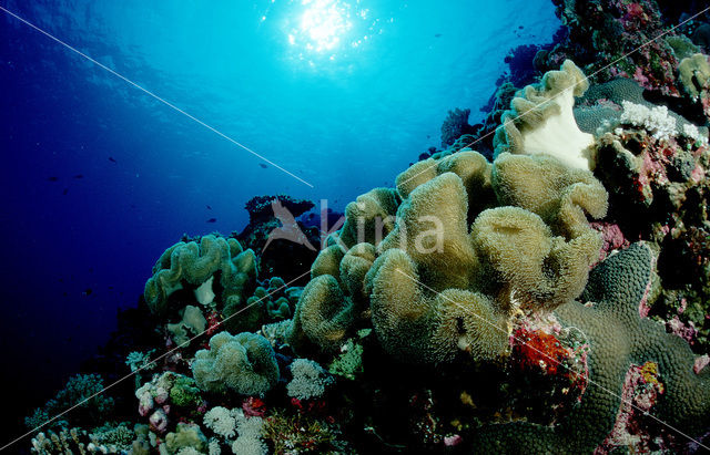 Groen Lederkoraal (Sarcophyton trocheliophorum)