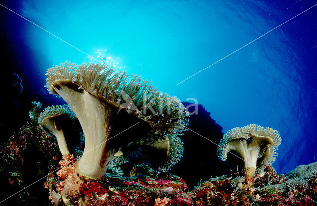 Groen Lederkoraal (Sarcophyton trocheliophorum)