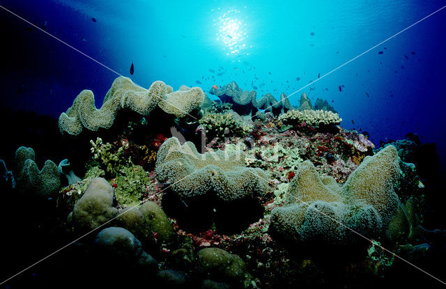 Groen Lederkoraal (Sarcophyton trocheliophorum)