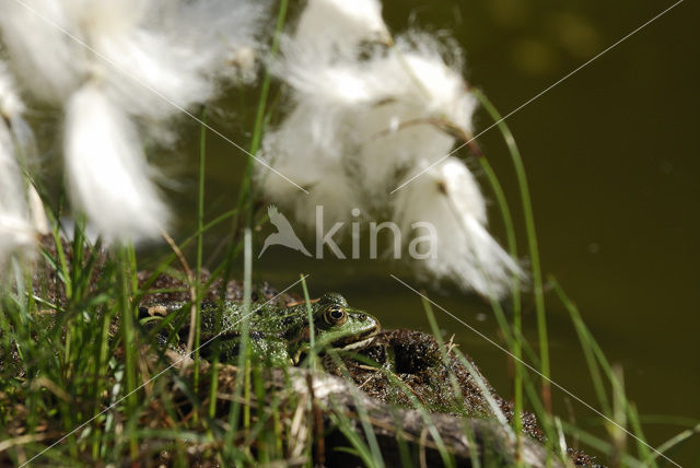 Groene kikker complex (Rana esculenta