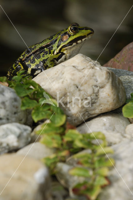 green frog (Rana esculenta