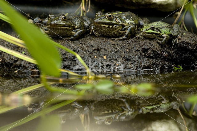 green frog (Rana esculenta