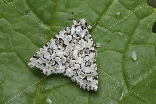 Marbled Green (Cryphia muralis)