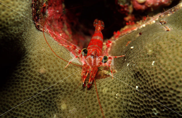 Groenogige dansgarnaal (Cinetorhynchus reticulatus)