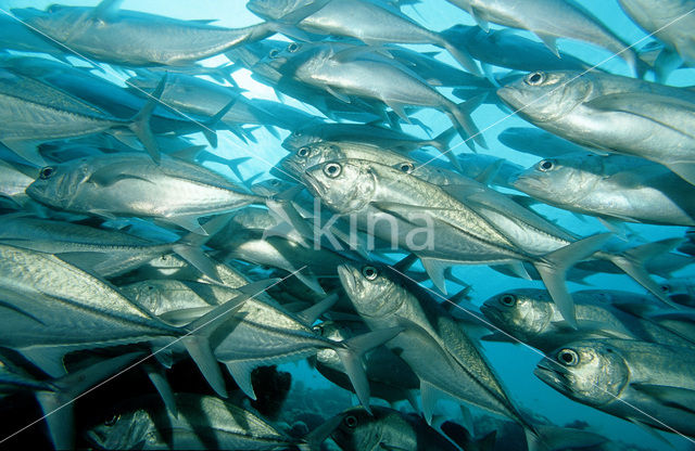 Grootoog Horsmakreel (Caranx sexfasciatus)