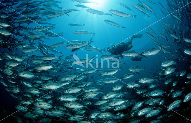 Bigeye trevally (Caranx sexfasciatus)