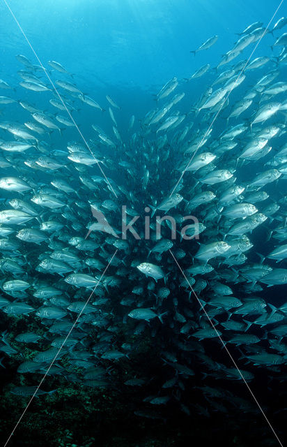 Grootoog Horsmakreel (Caranx sexfasciatus)