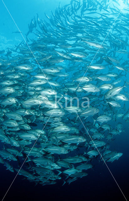Grootoog Horsmakreel (Caranx sexfasciatus)