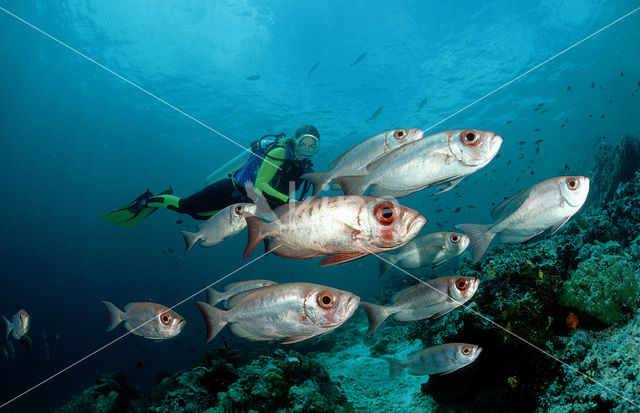 Cressent-tail bigeye (Priacanthus hamrur)