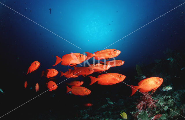 Cressent-tail bigeye (Priacanthus hamrur)