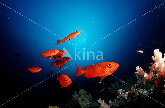 Cressent-tail bigeye (Priacanthus hamrur)