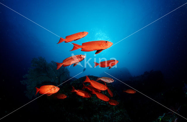 Cressent-tail bigeye (Priacanthus hamrur)