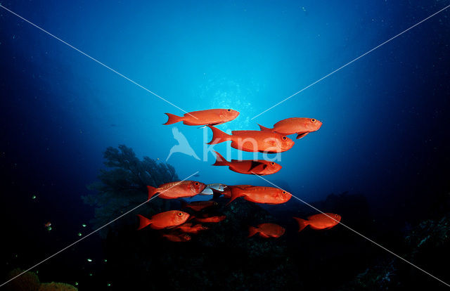 Cressent-tail bigeye (Priacanthus hamrur)