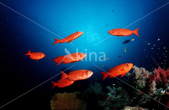 Cressent-tail bigeye (Priacanthus hamrur)