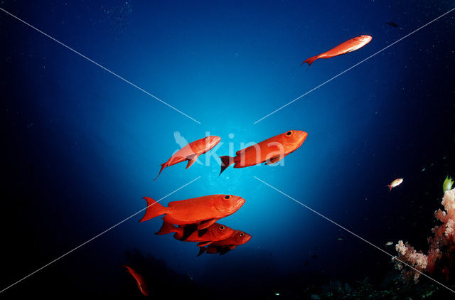 Cressent-tail bigeye (Priacanthus hamrur)