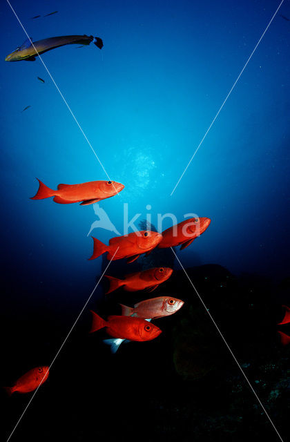 Cressent-tail bigeye (Priacanthus hamrur)