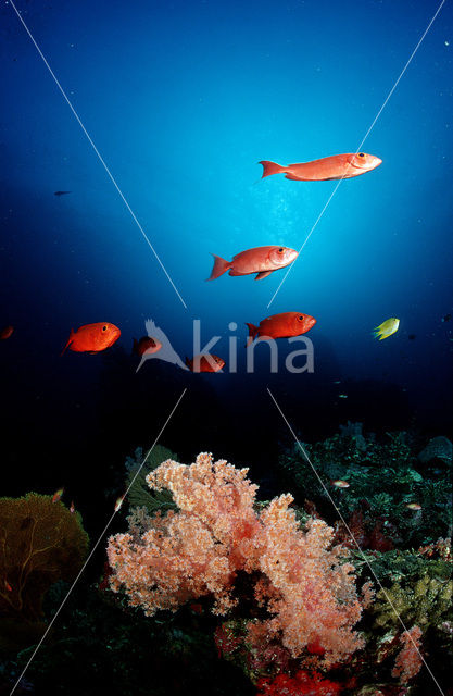 Cressent-tail bigeye (Priacanthus hamrur)